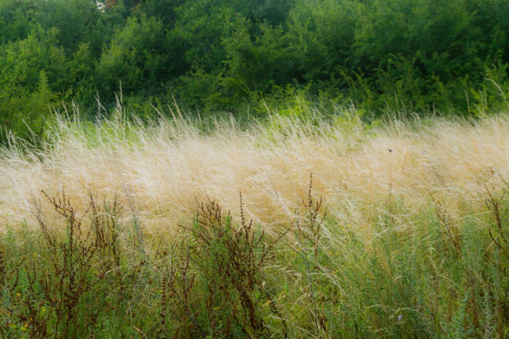 Film Wuthering Heights